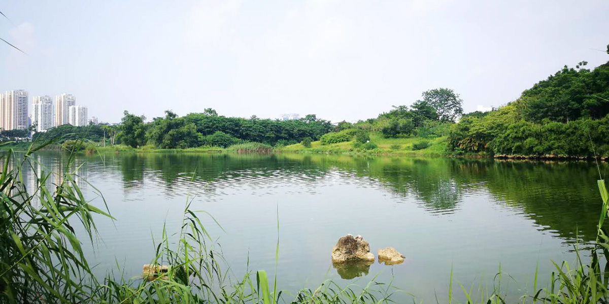 南寧相思湖公園物業(yè)綠化服務(wù)采購項目案例