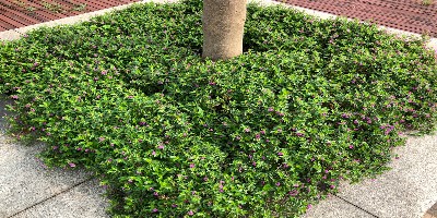 園林綠化植物主要蟲害防治——枝干蟲害、吸汁類蟲害