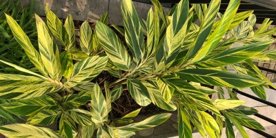 夏季，該如何防治病蟲害？？