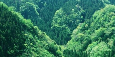 林業(yè)調(diào)查規(guī)劃設(shè)計(jì)項(xiàng)目順利完成 | 攜手綠美廣東生態(tài)建設(shè)，積極參與奉獻(xiàn)力量
